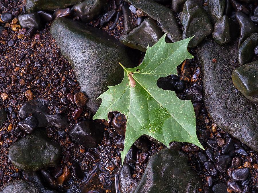 Resting Leaf Photograph by Buck Buchanan