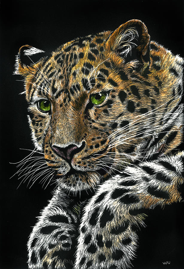 Resting Leopard by William Underwood Resting Leopard by William Underwood