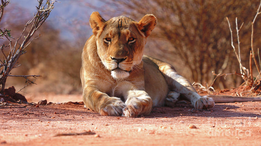 Lion Photograph - Resting Lioness, 2019, Photograph by Eric Meyer