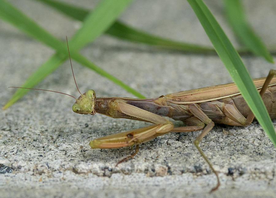 Insects Photograph - Resting Mantis by Jean Noren