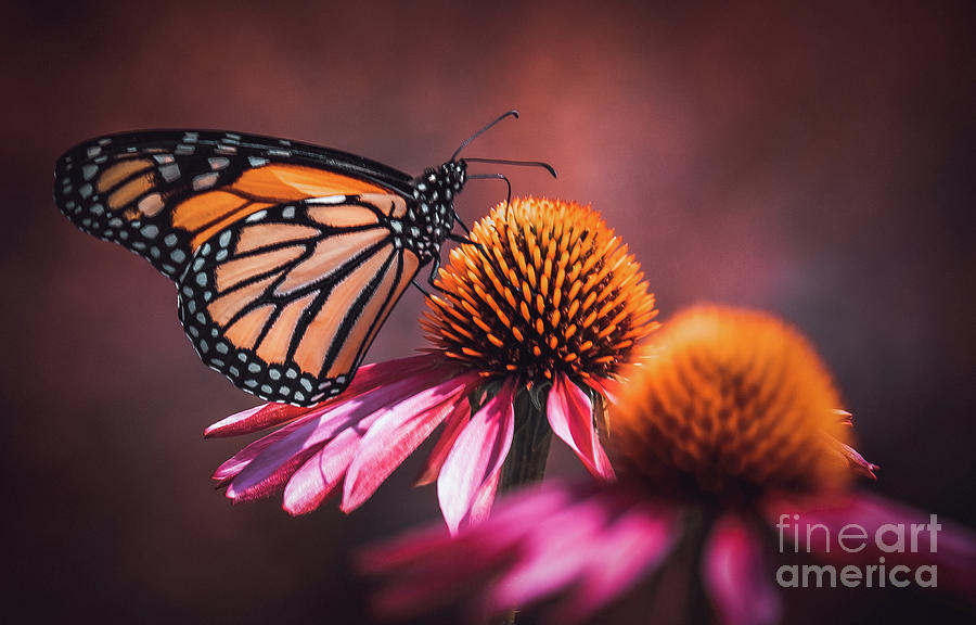 Resting Monarch. Butterfly Photograph by Stephen Geisel Resting Monarch. Butterfly Photograph by Stephen Geisel