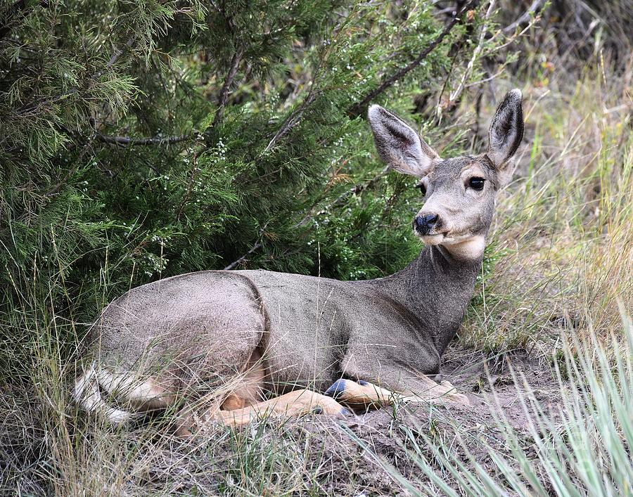 Resting Mule Deer Photograph by Steve Brown