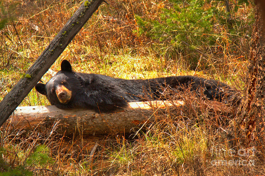 Resting On My Favorite Log Photograph by Adam Jewell