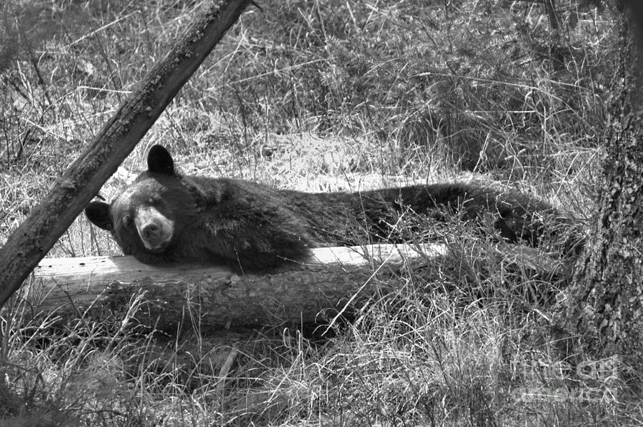 Yellowstone National Park Photograph - Resting On My Favorite Log Black And White by Adam Jewell