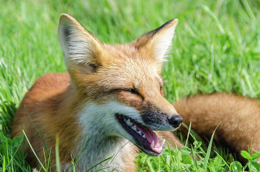 Resting Red Fox Photograph by Douglas Wielfaert