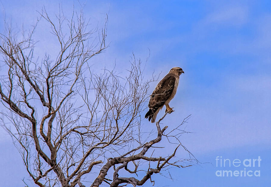 Resting Red-tailed Hawk Photograph by Robert Bales