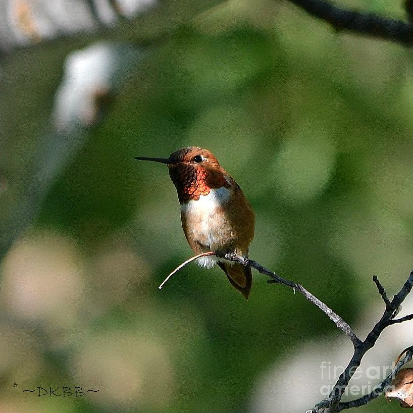 Hummingbird Photograph - Resting Rufous by Dorrene BrownButterfield
