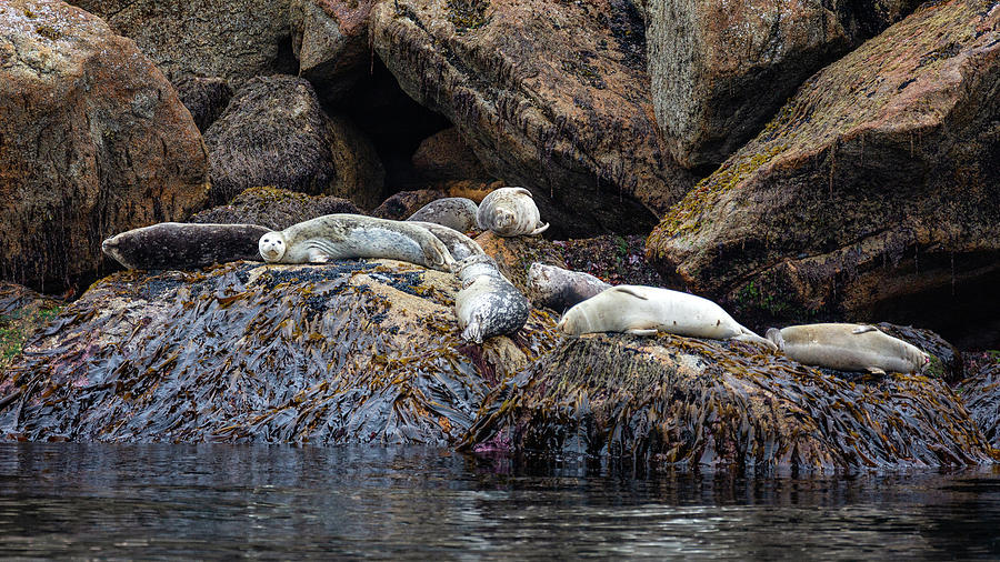 Resting Seals 1 Photograph by Alex Mironyuk