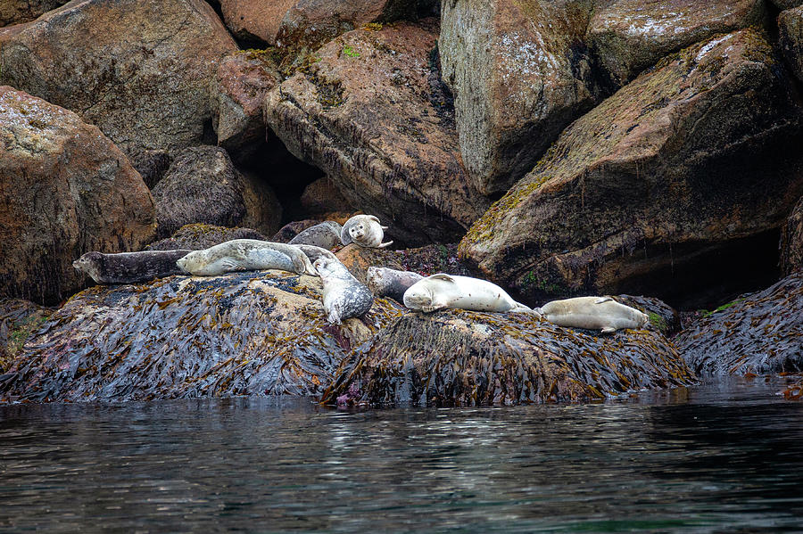 Resting Seals 2  Photograph by Alex Mironyuk