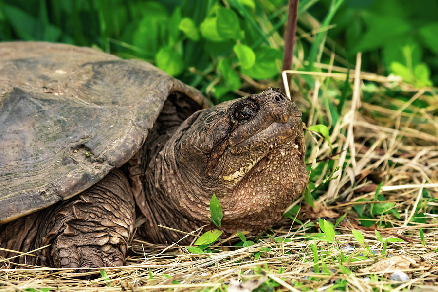 Snapping Turtle Smile Photograph by Rose Guinther