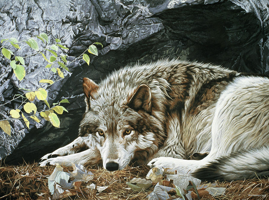 Resting Spot - Wolf Painting by Ron Parker