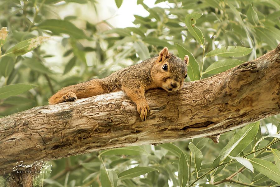 Squirrel Photograph - Resting Squirrel by Jason Pfitzer