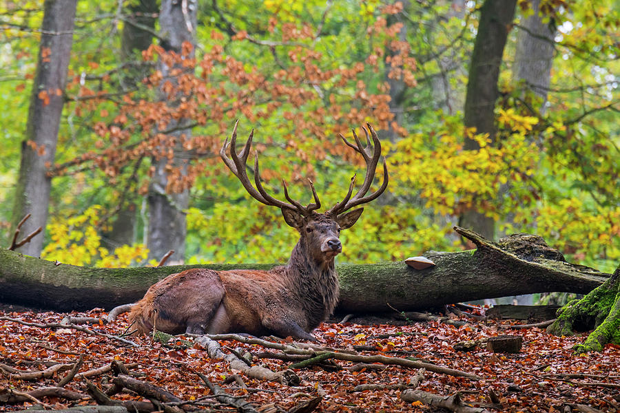 Resting Stag Photograph by Arterra Picture Library