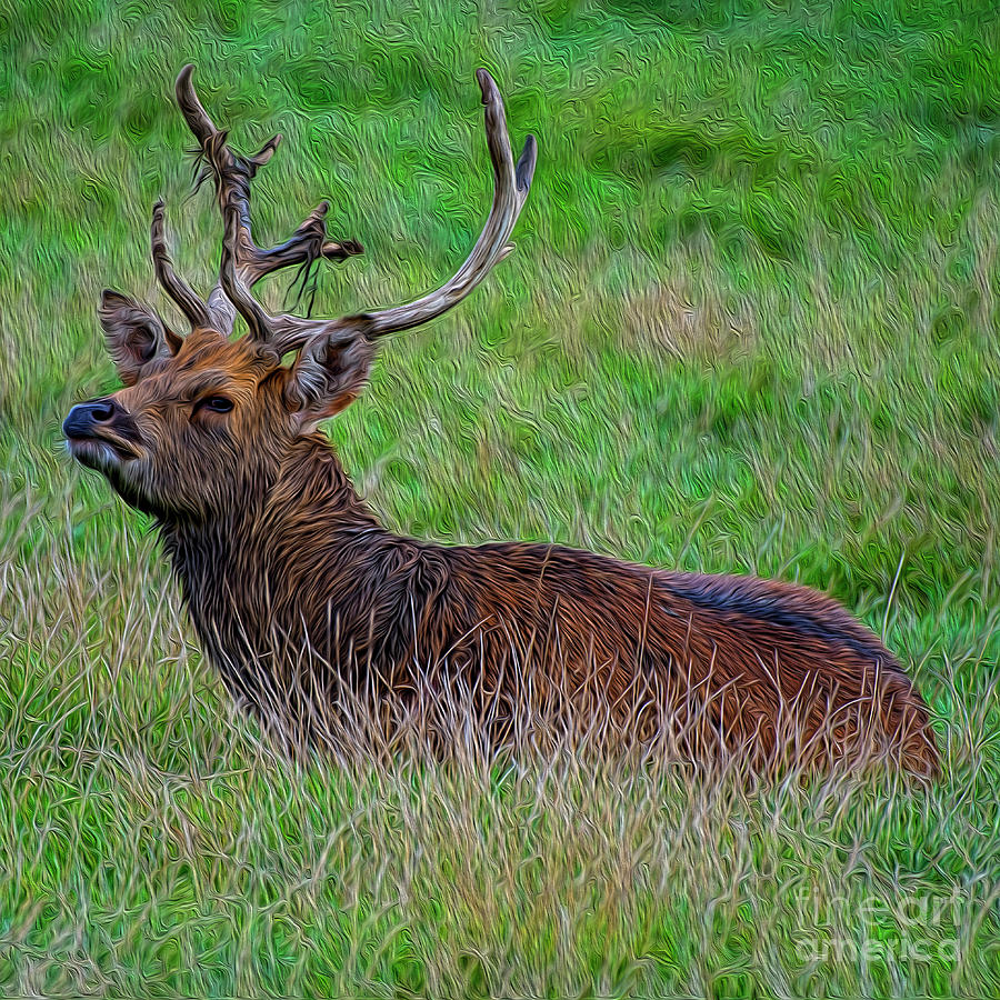 Resting Stag Photograph by Chris Thaxter