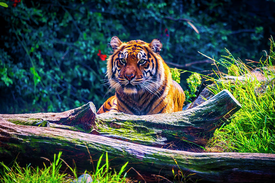 Resting Sumatran Tiger Photograph by Garry Gay