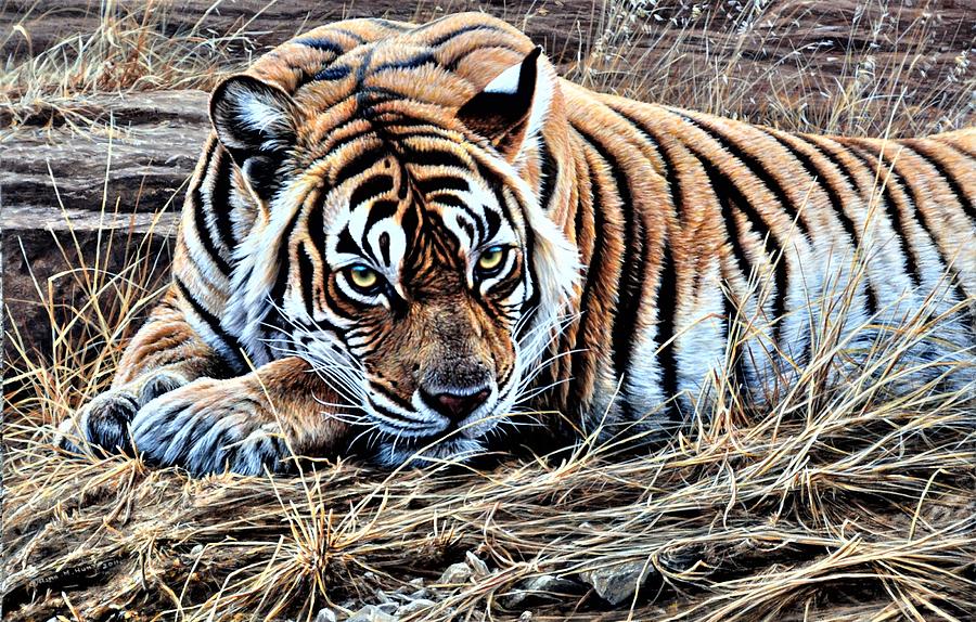 Resting Tiger by Alan M Hunt Painting by Alan M Hunt