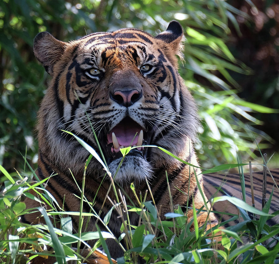 Resting Tiger Photograph by Ronda Ryan