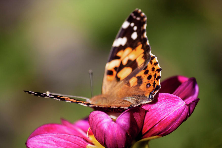 Resting Photograph by Veronica Benjamin - Fine Art America