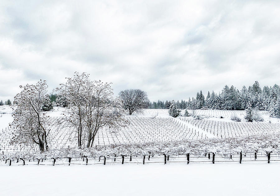 Resting Vines Photograph by Steph Gabler