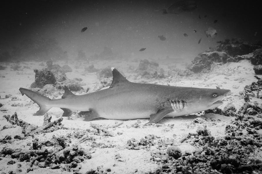Resting white tip reef shark Photograph by Anna Onderkova - Fine Art ...