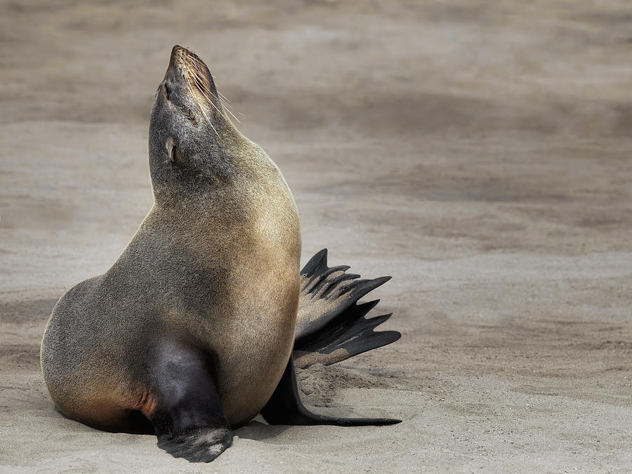 Restorative Sunbathing - South African Fur Seal Photograph by Mathilde Guillemot