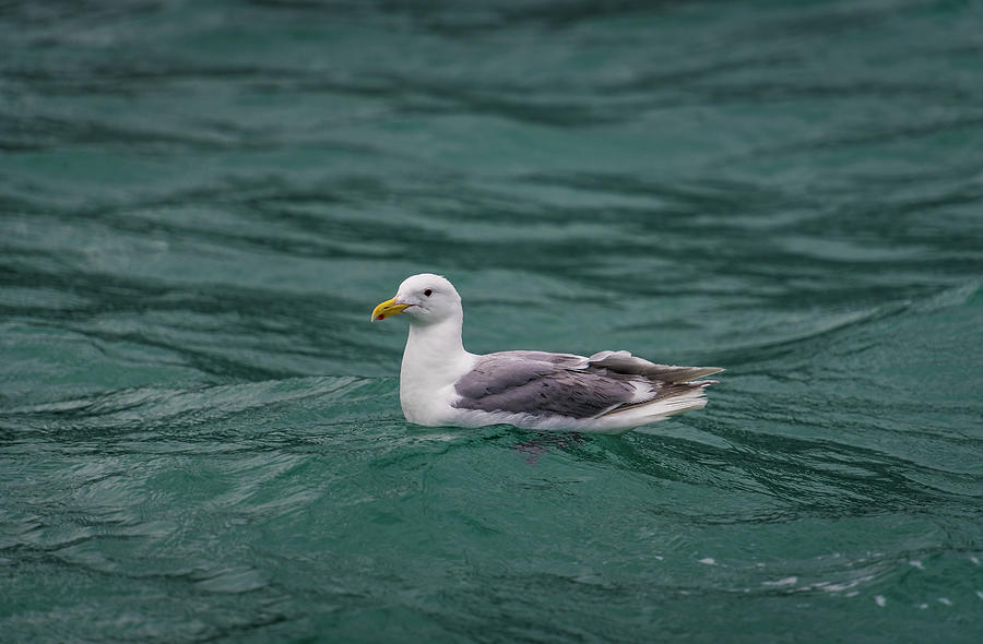 Resurrection Bay Gull Photograph by David Downs