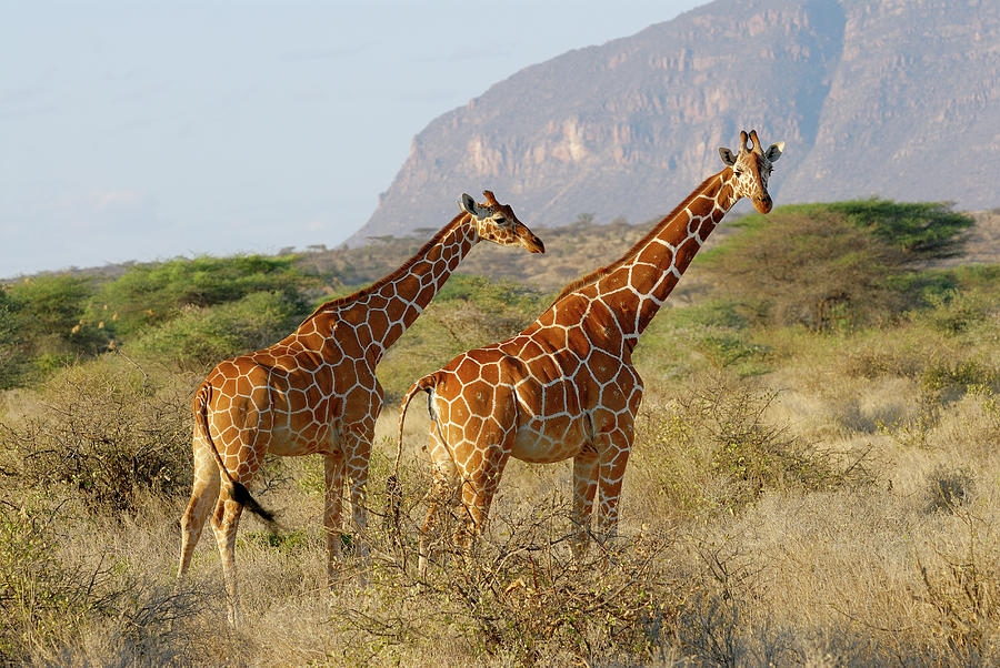 Nature Photograph - Reticulated Giraffe, Giraffa by Juergen Ritterbach