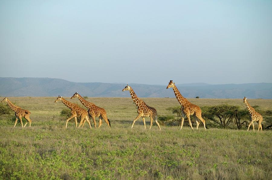 Reticulated Giraffe Giraffa Photograph by Martin Harvey