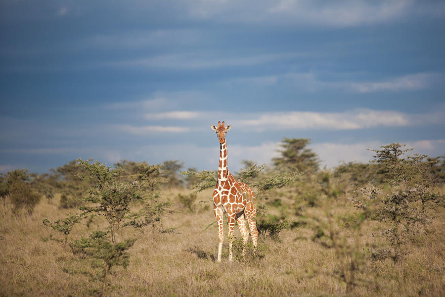 Reticulated Giraffe, Kenya Photograph by Mint Images/ Art Wolfe