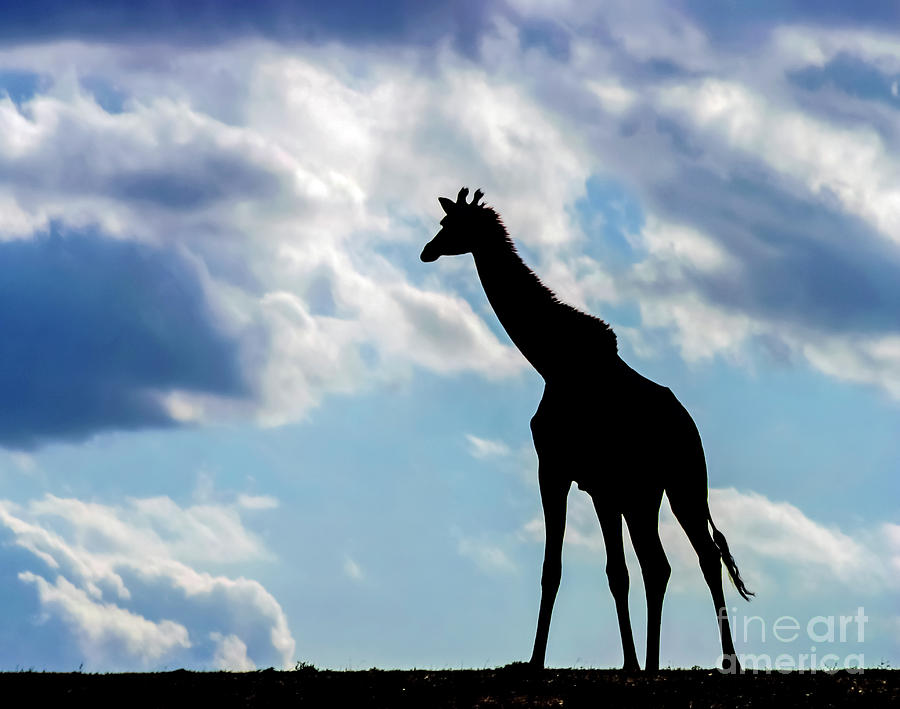 Reticulated Giraffe, Samburu, Kenya a4 Photograph by Gilad Flesch