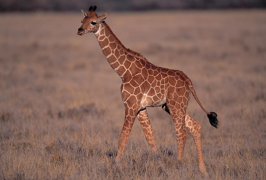 Reticulated Giraffe Young Giraffa Photograph by Nhpa