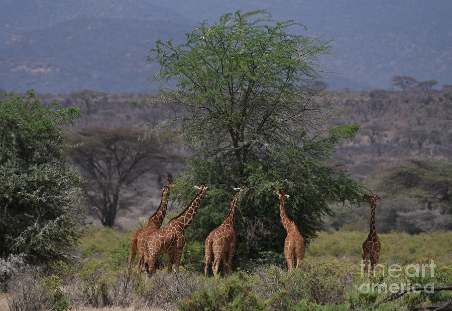 Reticulated Giraffes Eat from Tree Photograph by Steve Somerville