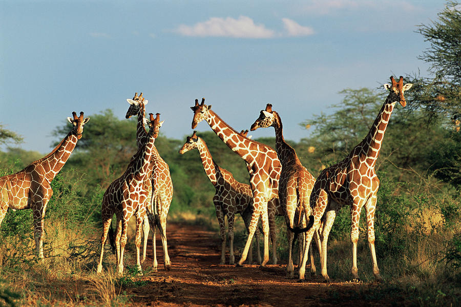 Reticulated Giraffes Giraffa Photograph by James Warwick