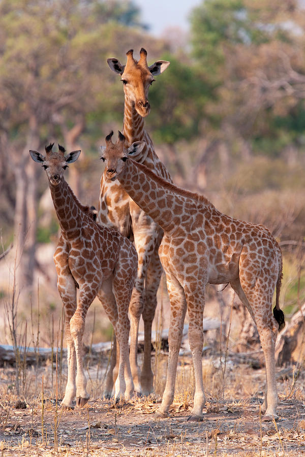 Reticulated Giraffes, Okavango Delta Photograph by Mint Images/ Art Wolfe