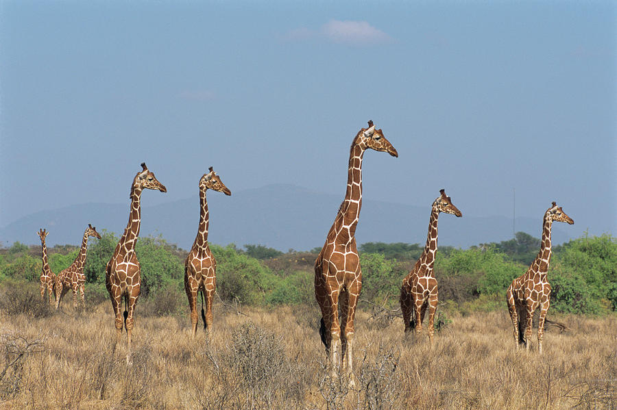 Reticulated Giraffes On Alert Photograph by James Warwick