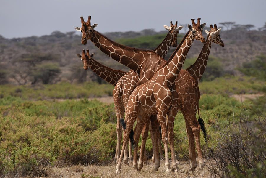 Reticulated Giraffes  Samburu Photograph by Steve Somerville