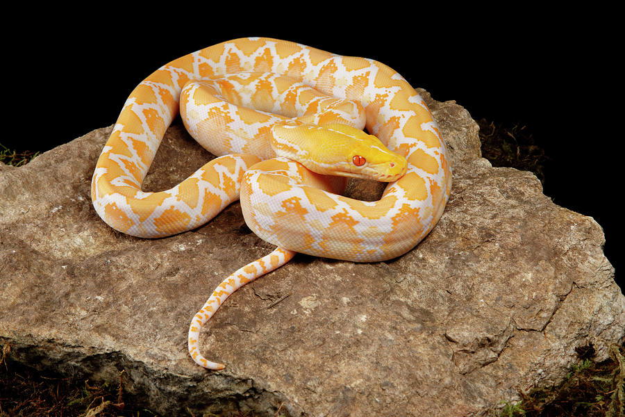Reticulated Python Albino Morph Photograph by David Kenny