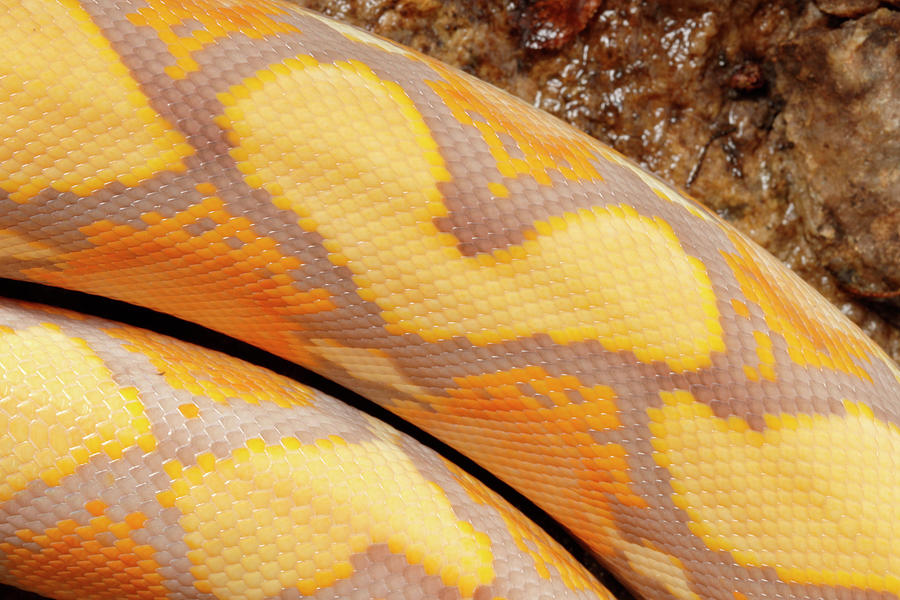 Reticulated Python, Lavender Albino Photograph by David Kenny