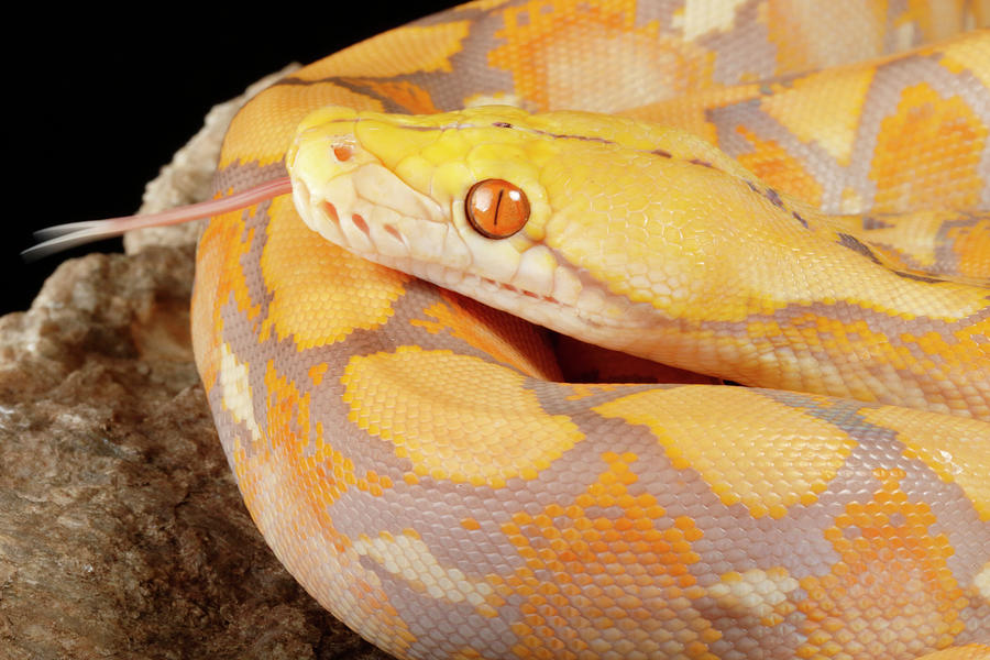 Reticulated Python Lavender Morph Photograph by David Kenny