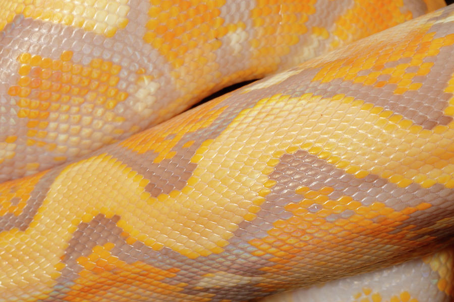 Reticulated Python Lavender Morph Scale Photograph by David Kenny