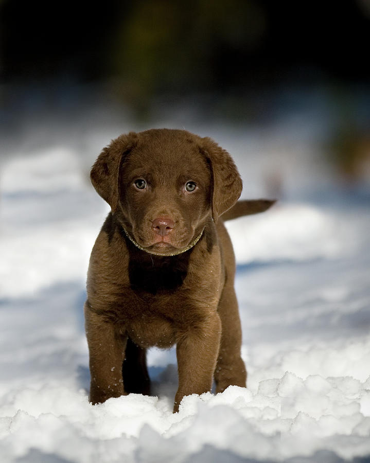 Retriever Puppy In Snow Photograph by Copyright © Kerrie Tatarka