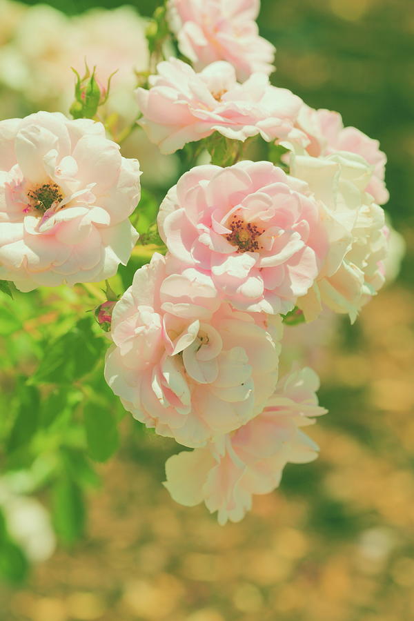 Retro Pink Summer Roses Photograph by Poppy Thomas-hill