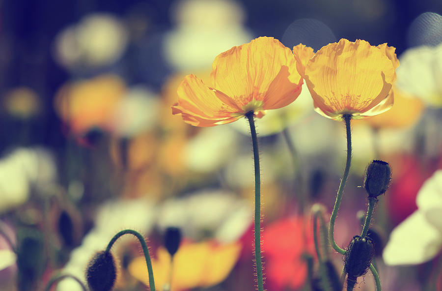 Nature Photograph - Retro Poppies by Incredi