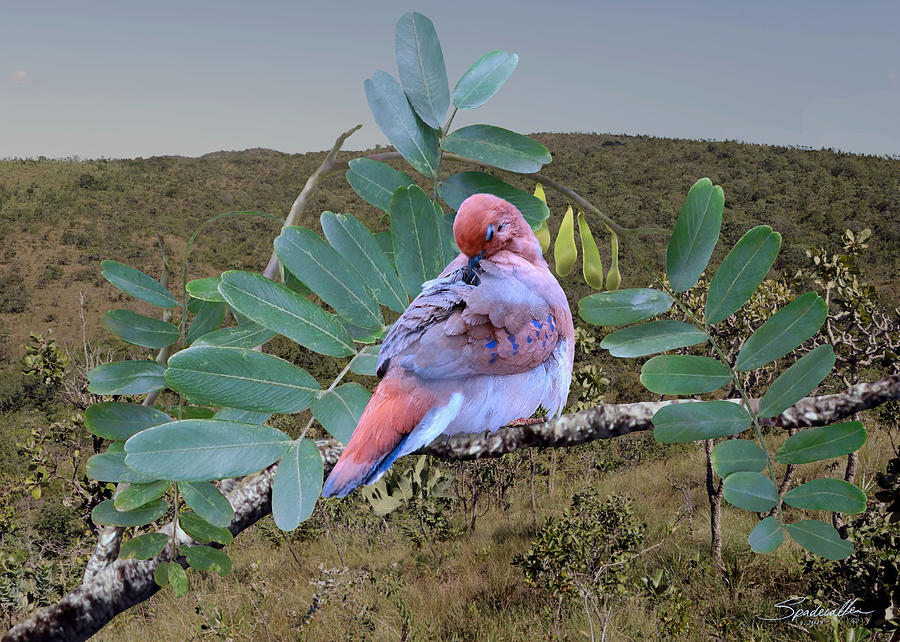 Return of the Dove by Spadecaller Return of the Dove by Spadecaller