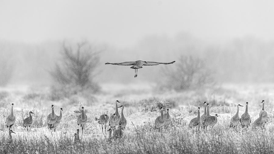 Wildlife Photograph - Return Of The King by Qingsong Wang