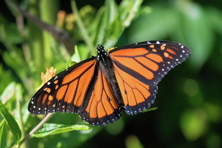 Return Of The Monarch Photograph by Terri Waselchuk - Fine Art America