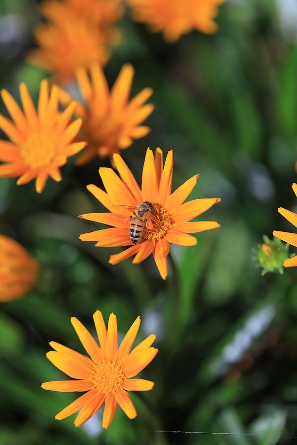 Return Of The Pollinator  Photograph by Az Jackson