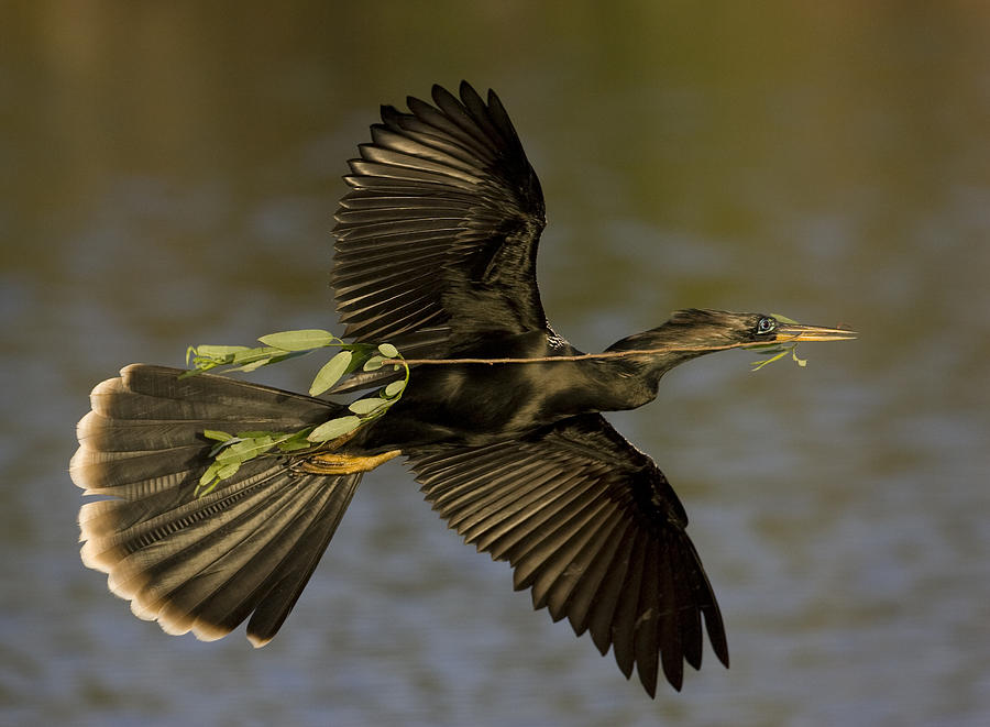 Anhinga Photograph - Returning To Nest !!! by Alfred Forns