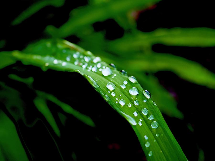 Reverberation Green Leaf With Rain Drops Photograph by Alida M Haslett