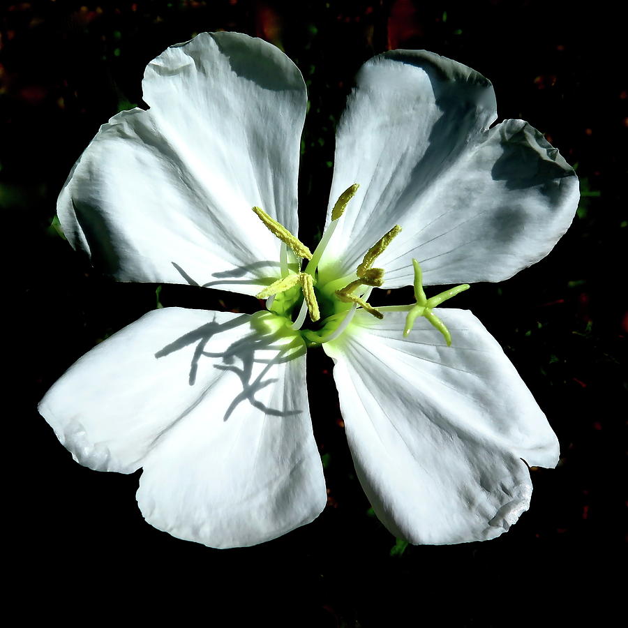 Flower Photograph - Reverse Cinderella by Bonnie See